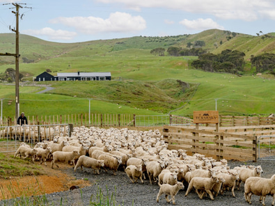 Te Karaka Lodge Corporate Retreat image 7