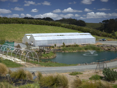 Kauri Ora Farms Venue | Functions & Retreats image 9