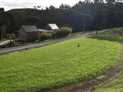 Kauri Ora Farms  image 4