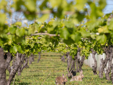 Business Meets the Vines image 5