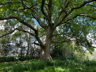 Hidden Oak - Rural Garden Shoot Location image 5