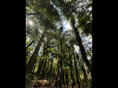 Rural land w rain forest, paddock, waterfalls image 7