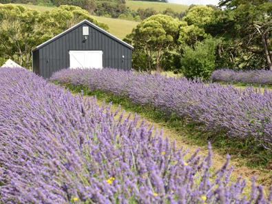 Matakana Botanicals Venue for Hire image 3