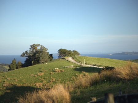 Kauri Ora Farms 