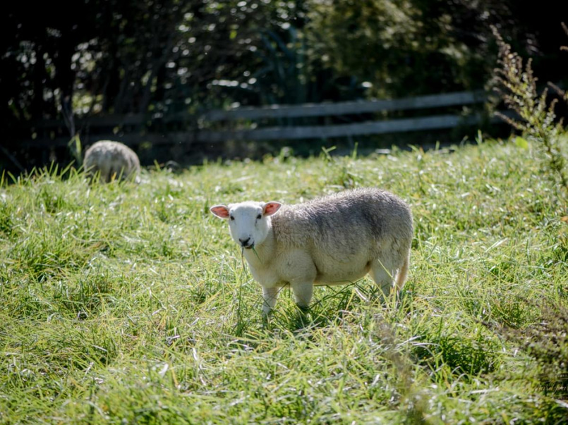 Farm & Gardens Shoot Location in Ponsonby image 0