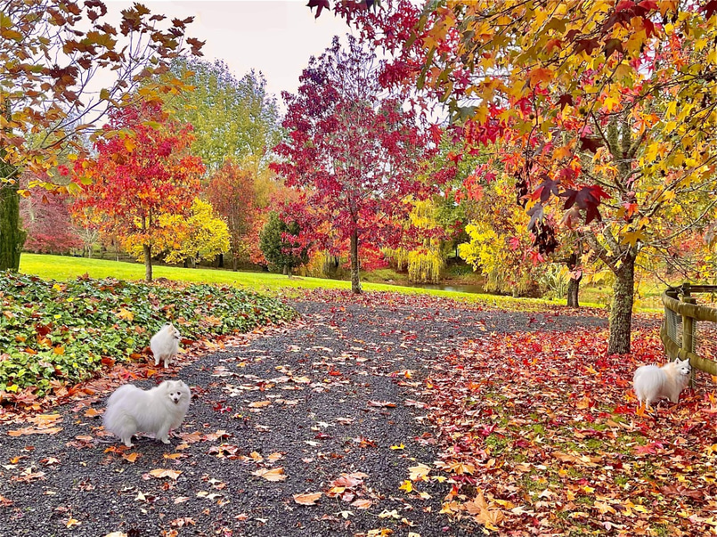 A Storybook Setting for Film or Photography image 1