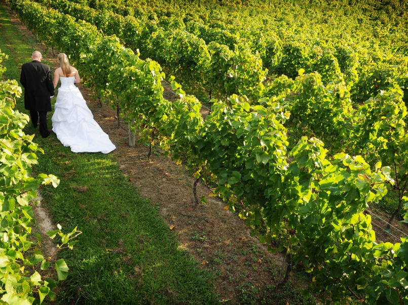 Photograph Beauty at the Winery image 1