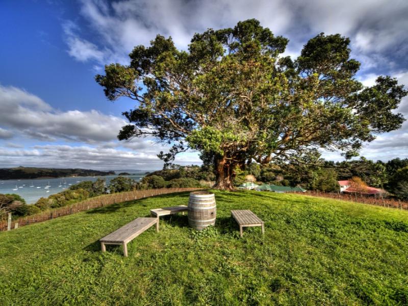 Goldie Estate Waiheke Island Function Venue image 2